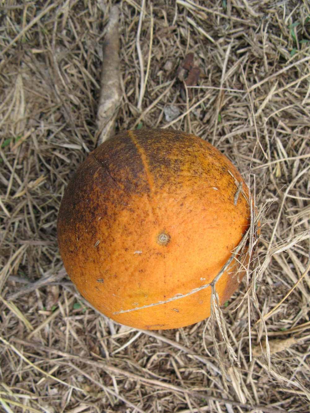            Fruit (Itaborai, Winter Haven, FL)   